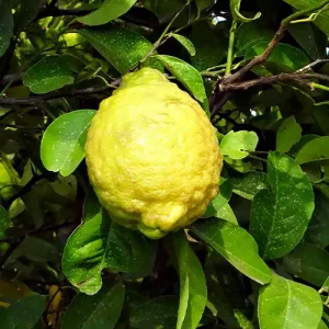 Rough Lemon Kaffir Lemon Citron