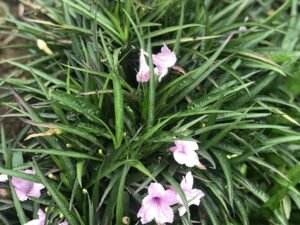 Ruellia Simplex