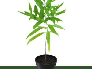 White Sandalwood | Safed Chandan Plants