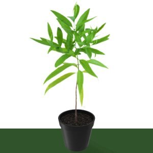 White Sandalwood | Safed Chandan Plants