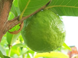Safeda Guava Plant