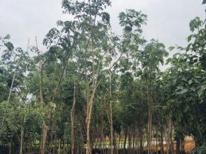 Samanea Saman (Rain tree)