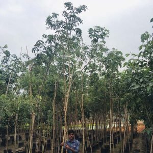 Samanea Saman (Rain tree)