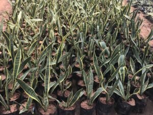 Snake Plant