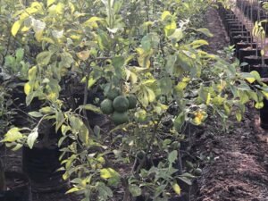 Santra Citrus sinensis