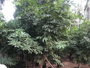 Saraca Indica
