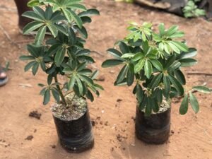 Schefflera Arboricola