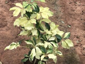 Schefflera Variegated