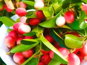 Karonda (Carissa carandas) Plant