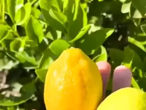 Seed Less Lemon (Citrus Limon)