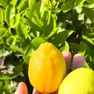 Seed Less Lemon (Citrus Limon)