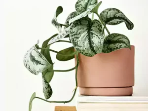 Silver Satin Pothos Plant