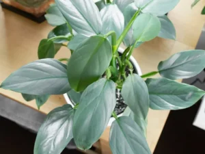 Philodendron Hastatum Plant