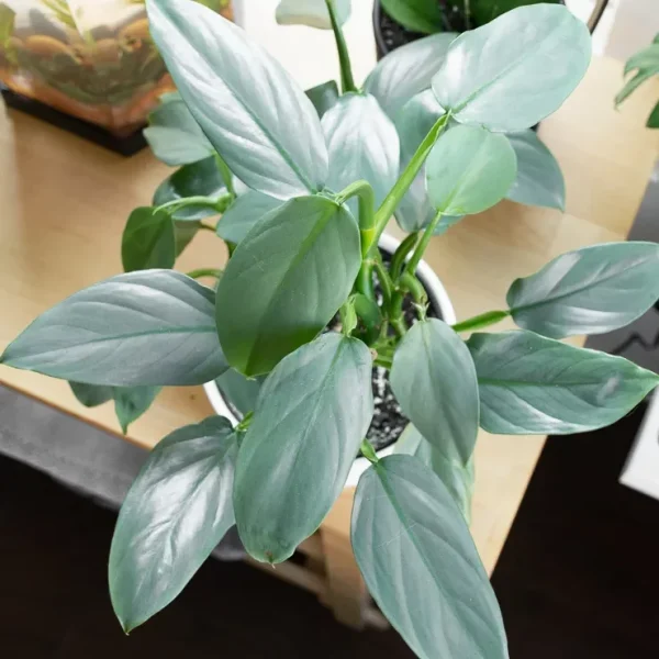 Philodendron Hastatum Plant