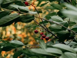 Singapore Cherry, Muntigia Calabura Plant