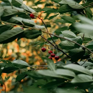 Singapore Cherry, Muntigia Calabura Plant