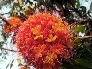 Ashoka Tree, SARACA ASOCA Plant