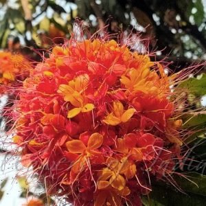 Sita Ashok, SARACA ASOCA Plant