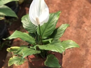 Spathiphyllum, Peace Lily