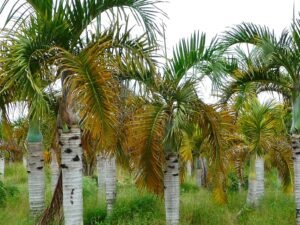 Stunning Hyophorbe verschaffeltii (Spindle Palm) Mascarena Palm Plant for Sale