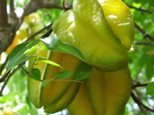 Star fruit | Averrhoa carambola