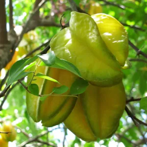 Star fruit | Averrhoa carambola