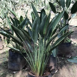 Strelitzia Reginea(Bird of Paradise)