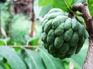 Sugar Apple / Sitafal (custard apple grafted variety)