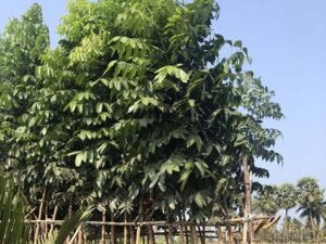 Swietenia Mahagoni