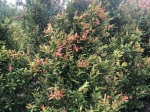 Syzygium Myrtifolium