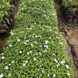 Tabernaemontana Divaricata