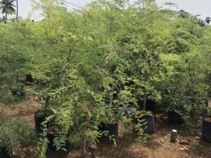 Tamarind Tamarindus Indica