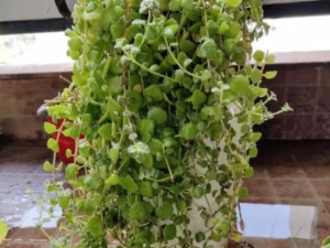 Buy Tangled heart (Plectranthus prostratus) at Wholesale Price