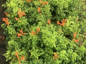 Tecoma Capensis Orange