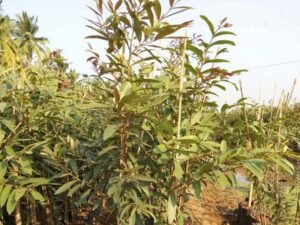 Terminalia Arjuna