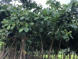 Terminalia Catappa