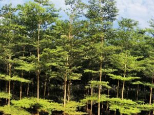 Terminalia Mantaly Green