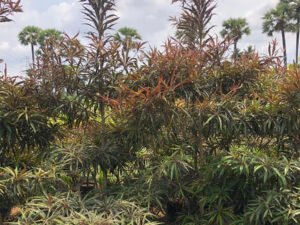 Terminalia Mantaly Red