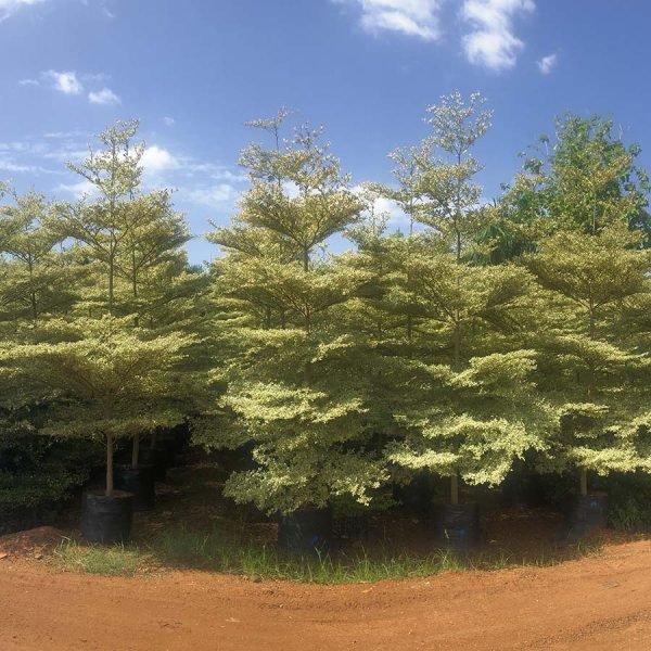 Terminalia in delhi Mantaly Variegated