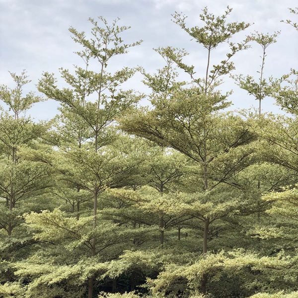 Terminalia in Chandigarh Mantaly Variegated