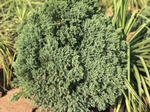 Thai Cypress