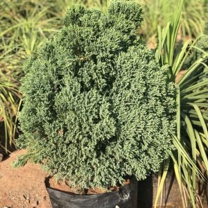 Thai Cypress