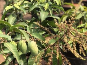 Thai Mango