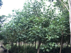Thespesia Populnea (Portia Tree)