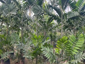 Exotic Howeia Forsteriana (Kentia) Palm Plant | Bring Paradise to Your Home