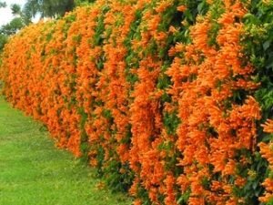 Buy Trumpet Vine Plant (Orange Flower) at Wholesale Price