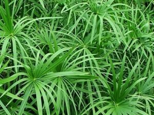 Umbrella Palm Plant (Papyrus Palm), Cyperus Alternifolius