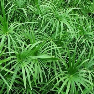 Umbrella Palm Plant (Papyrus Palm), Cyperus Alternifolius
