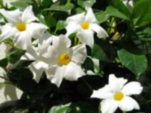 Mandevilla plant, Rocktrumpet (Multicolour)