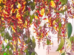 Thunbergia mysorensis | Mysore Clock Vine